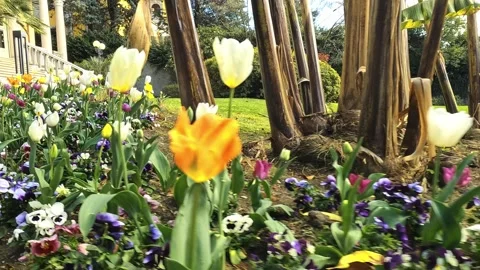 Strolling Through Colorful Spring Flowers in Public Park Stock Footage 327798068