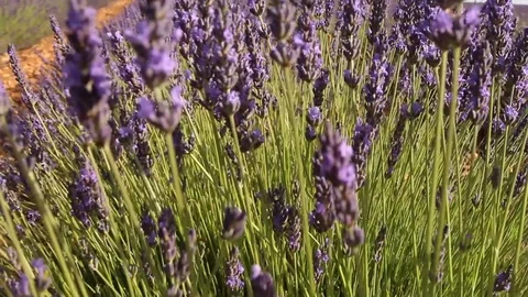 Strolling through the lavender fields 動画素材 127245892