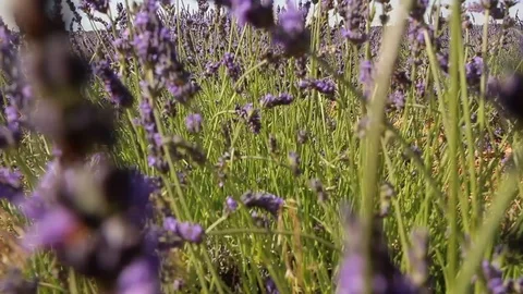 Strolling through the lavender fields 動画素材 127245974