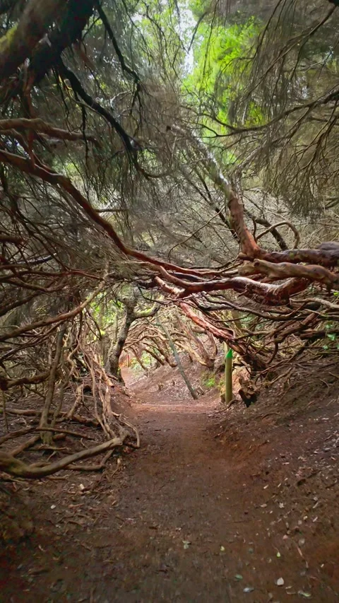 Strolling through a mystical tunnel of twisted branches in an enchanted fores Stock Footage 294288479