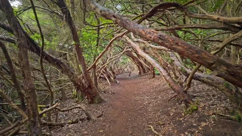 Strolling through a mystical tunnel of twisted branches in an enchanted fores Stock Footage 294685883