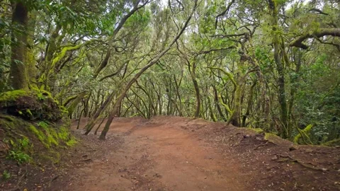 Strolling through a mystical tunnel of twisted branches in an enchanted fores Stock Footage 294686285