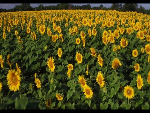Strolling Through the Sunflowers Vídeo Stock 77396684