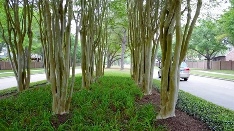 Strolling Through Trees Stock Footage 99219669