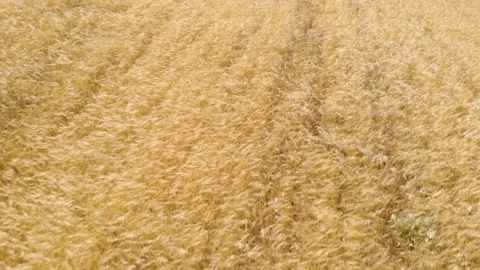 Strolling through the wheat field Vídeos de archivo 196983408