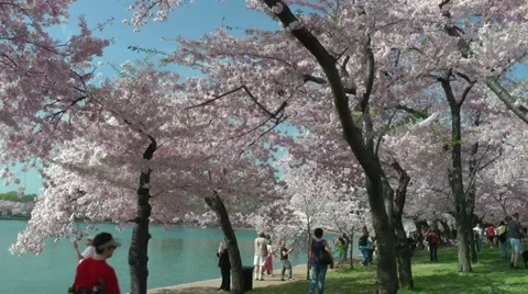 Strolling; zoom to cherry blossoms above, DC, stock footage Stock Footage