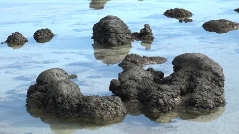 StromatoliteCU1 스톡 동영상 235262154