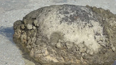 StromatoliteCU2 스톡 동영상 99846776