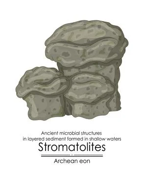 Stromatolites formations ancient microbial structures Stock Illustration