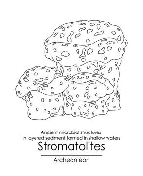 Stromatolites formations ancient microbial structures Illustrazione stock