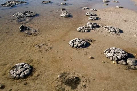 Stromatolites Stock Photos