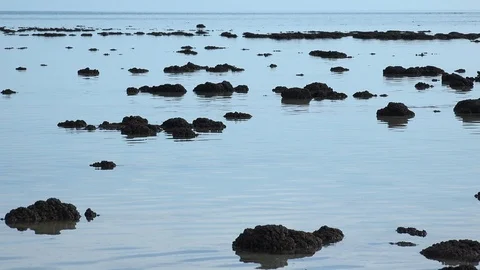 StromatolitesScene2 스톡 동영상 99846859