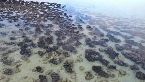 StromatolitesScene3 스톡 동영상 99846853