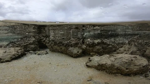 StromatoliteUnderOver1 스톡 동영상 99846953