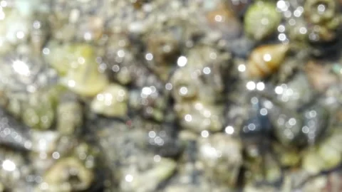 Strombidae Stock Footage 300750711