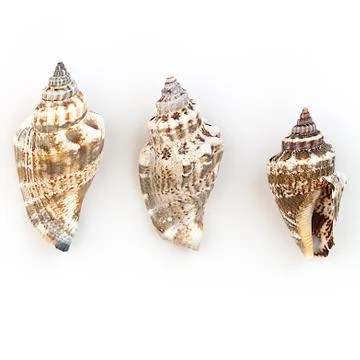 Strombidae Shells 写真素材