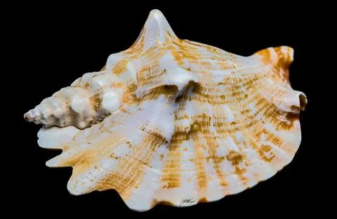 Strombus Raninus Seashell on Black Background Stock Photos