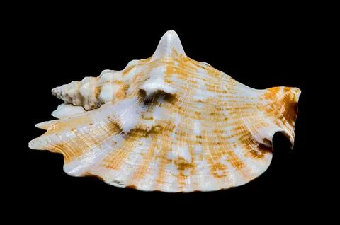 Strombus Raninus Seashell on Black Background Stock Photos