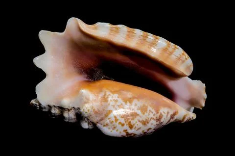 Strombus Raninus Seashell on Black Background Foto stock