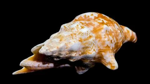 Strombus Raninus Seashell on Black Background Stock Photos