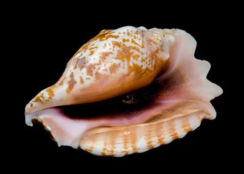 Strombus Raninus Seashell on Black Background Stock Photos