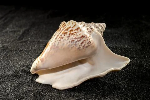 Strombus raninus seashell on a dark background Foto stock