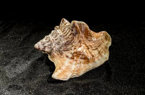 Strombus raninus seashell on a dark background Foto stock