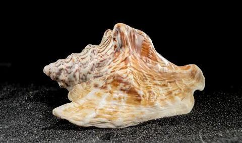 Strombus raninus seashell on a dark background Foto stock