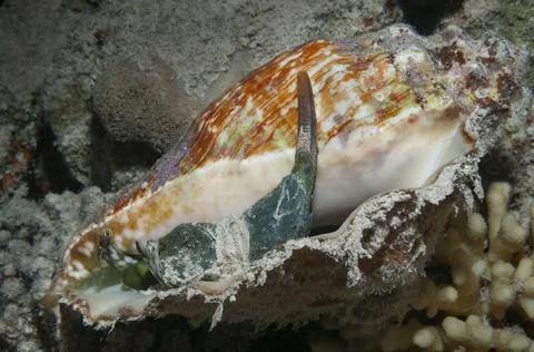 Strombus shell Stock Photos