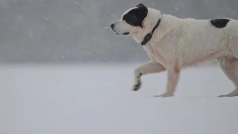 Strong Alabai running in snowfall, slow motion showcasing power and winter Stock Footage 295371883