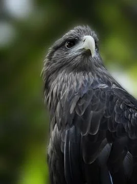 A strong, alert and fast eagle sits on a branch Stock Photos