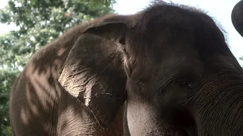 STRONG AND BIG ELEPHANT Stock Footage 314084060