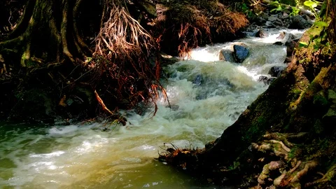 Strong and dangerous water flows After heavy rain on a mountain that is a forest Stock Footage 124807732