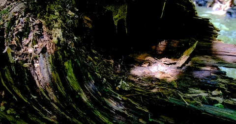 Strong and dangerous water flows After heavy rain on a mountain that is a forest Stock Footage 124807775
