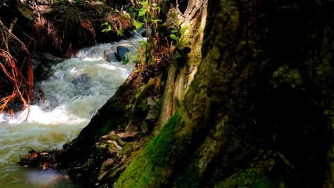 Strong and dangerous water flows After heavy rain on a mountain that is a forest Stock Footage 124807793