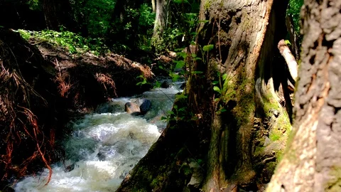 Strong and dangerous water flows After heavy rain on a mountain that is a forest Stock Footage 124807796