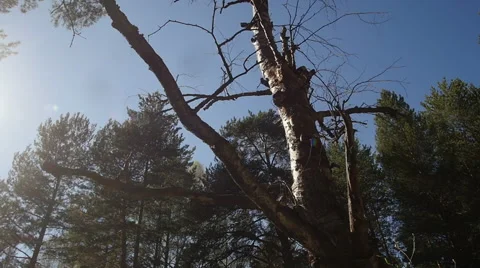 A strong and mighty tree standing in the forest 库存影片 63148291