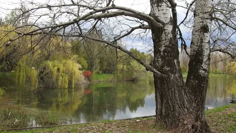 Strong and old tree at Constnatin Stere Park in Ploiesti , Romania Video stock 152816104