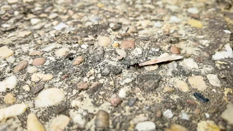 Strong ant and seed Stock Footage 251547596
