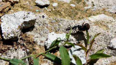 A strong ant carries an ax carcass Stock Footage 94585196