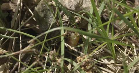 A strong ant pulls a large crumb, 4K slomo Stock Footage 244393185