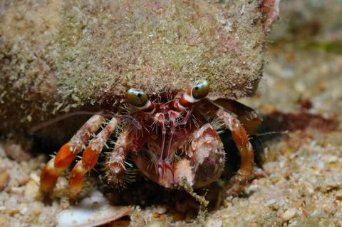 Strong back Stock Photos