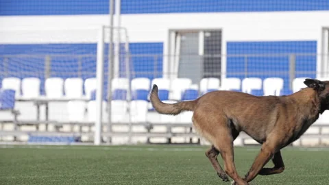 Strong Belgian shepherd runs across the soccer field in slow motion, side view Stock Footage 252899447