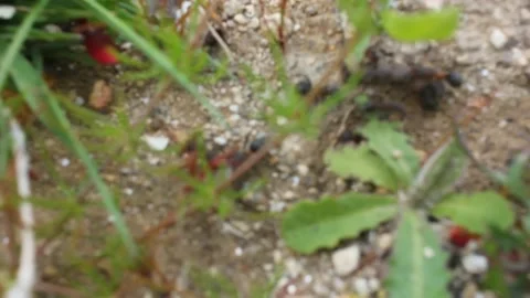 Strong, big ants working hard Stock Footage 238760958