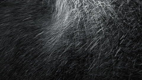 Strong blizzard isolated on the black background, seamlessly looped. Vidéo 148578659