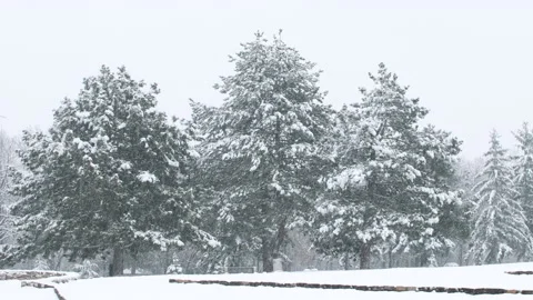 Strong blizzard of snow and three pine trees on winter season Stock Footage 147128634