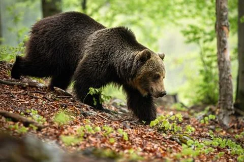 Strong brown bear walking in forest in summer nature, Slovakia, Europe. Stock Photos