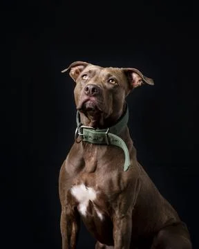 Strong brown dog looking up in studio on black background Stock Photos