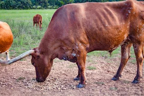 A strong brown Texas bull eats pellets of the ground Foto stock