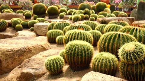 Strong cactus. Nature. Eco. Stock Footage 48563299